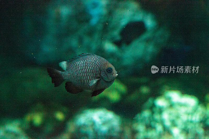 三斑小热带鱼三毛Dascyllus trimaculatus